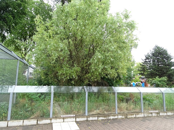 Enclosure for South-American coatis (07/22)