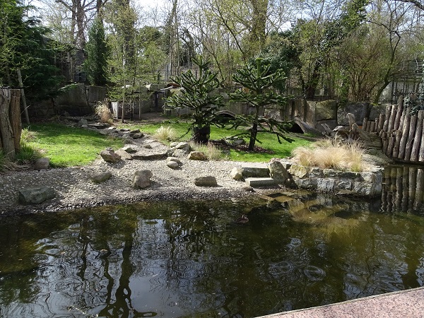 Enclosure for southern pudu, lake duck and speckled teal (04/22)