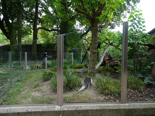 Enclosure for southern tamandua (07/22)
