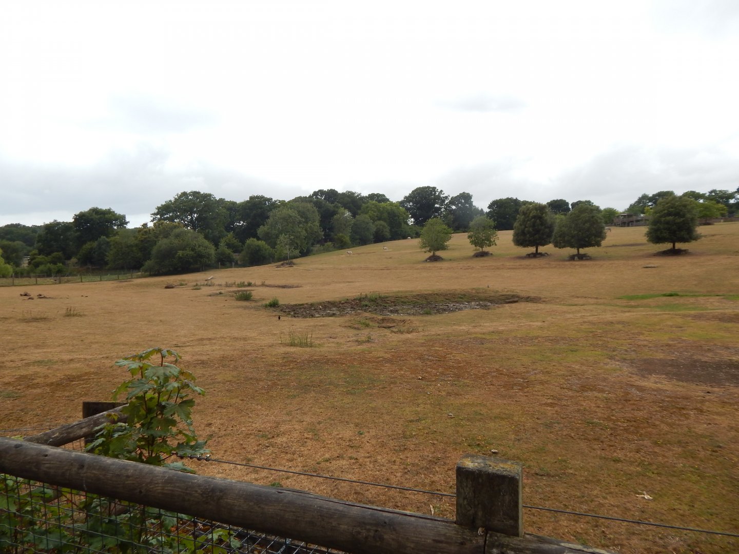 Enclosure for Southern white rhinoceros, Scimitar-horned oryx, Grevy's zebra 150725