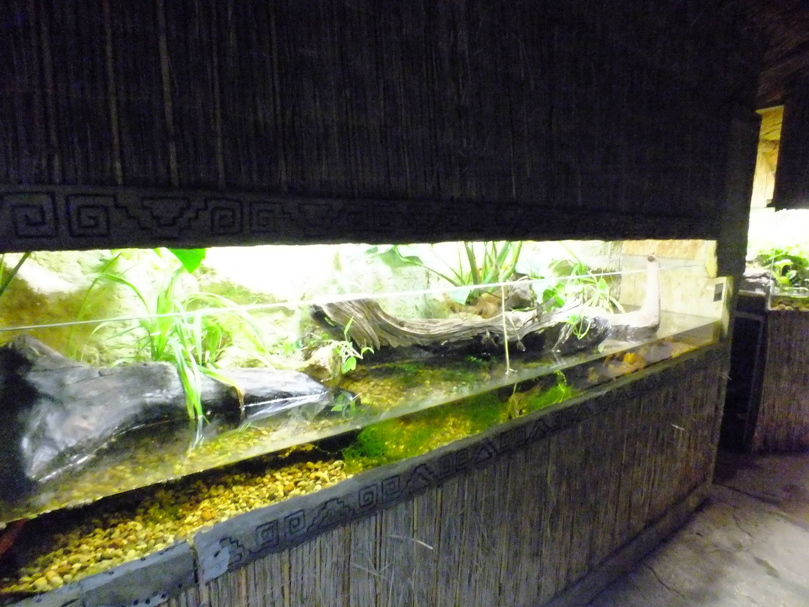 Enclosure for Spanish-ribbed Newts in the Cold Blooded Animals Pavilion