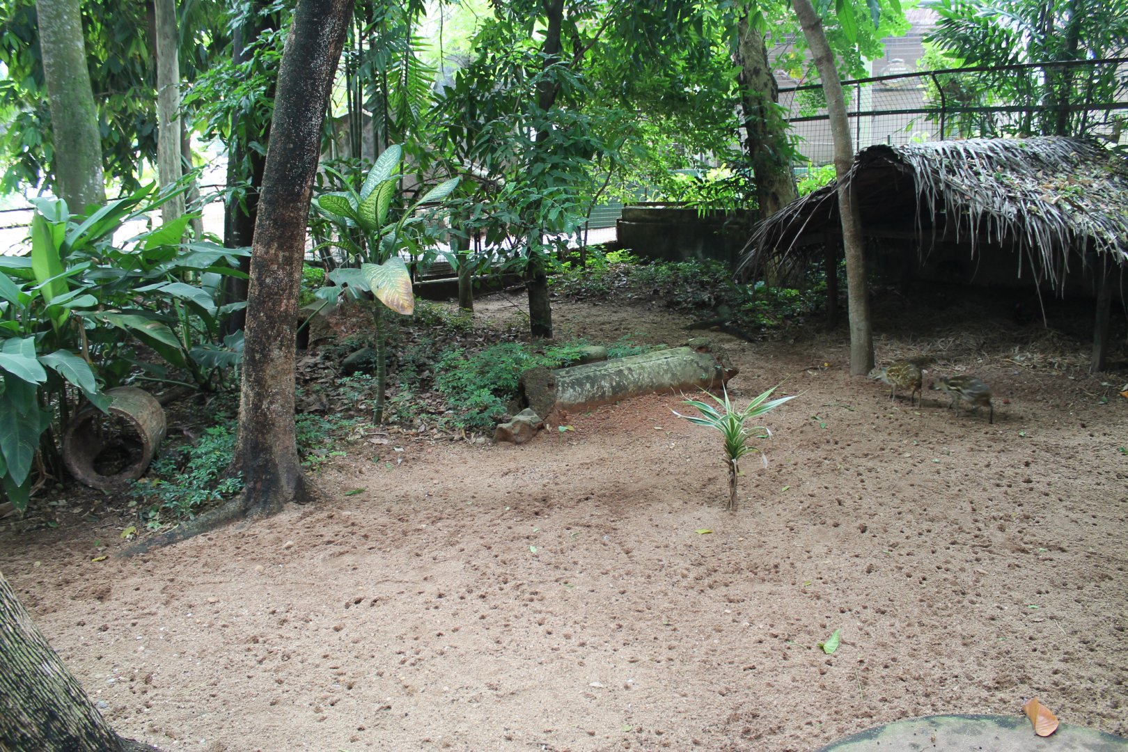 enclosure for Sri Lankan Mouse Deer (Moschiola memmina)