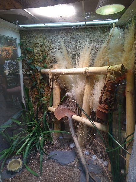 Enclosure for Standing's day gecko