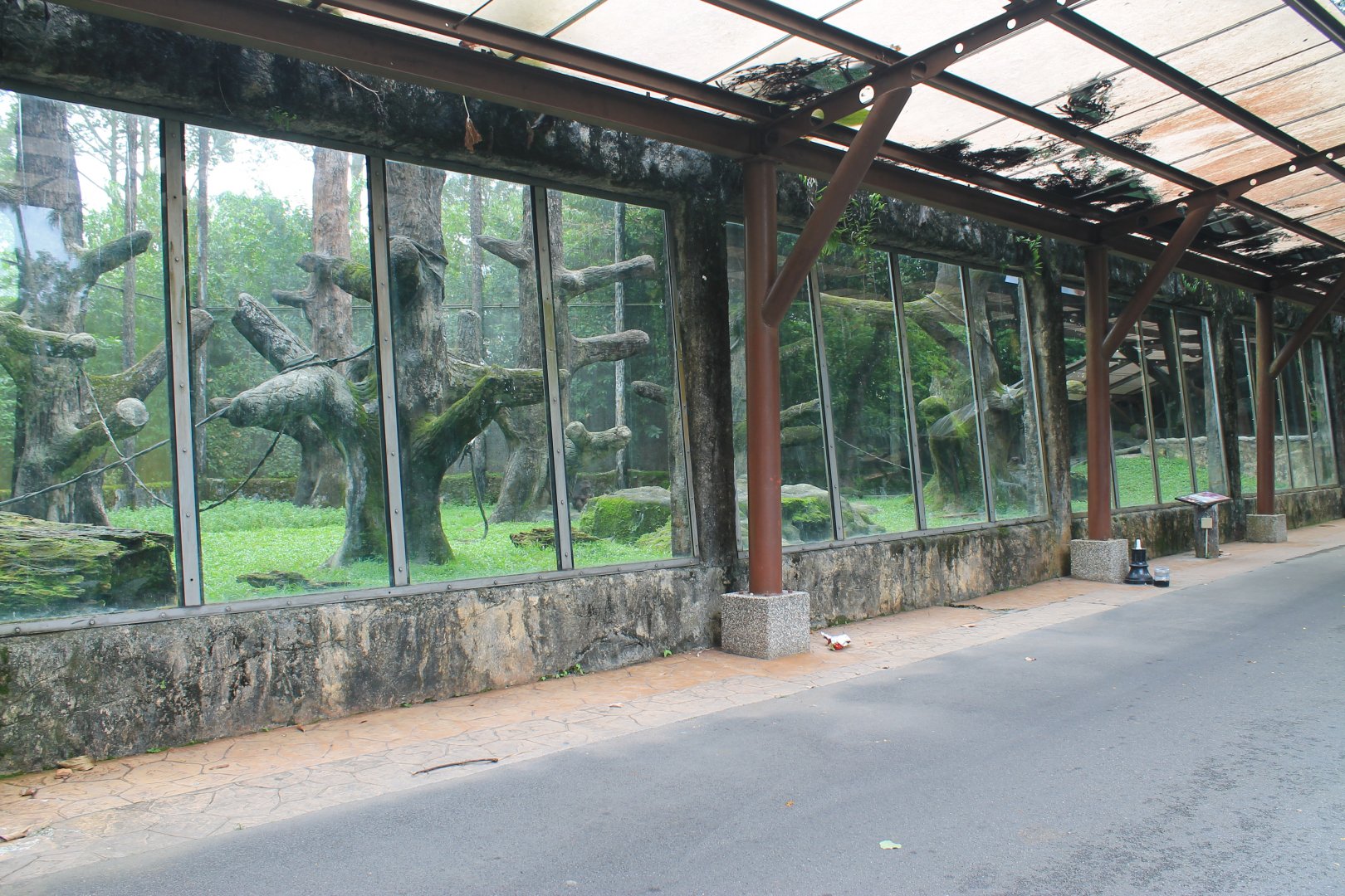 enclosure for Stump-Tailed Macaques (Macaca arctoides)