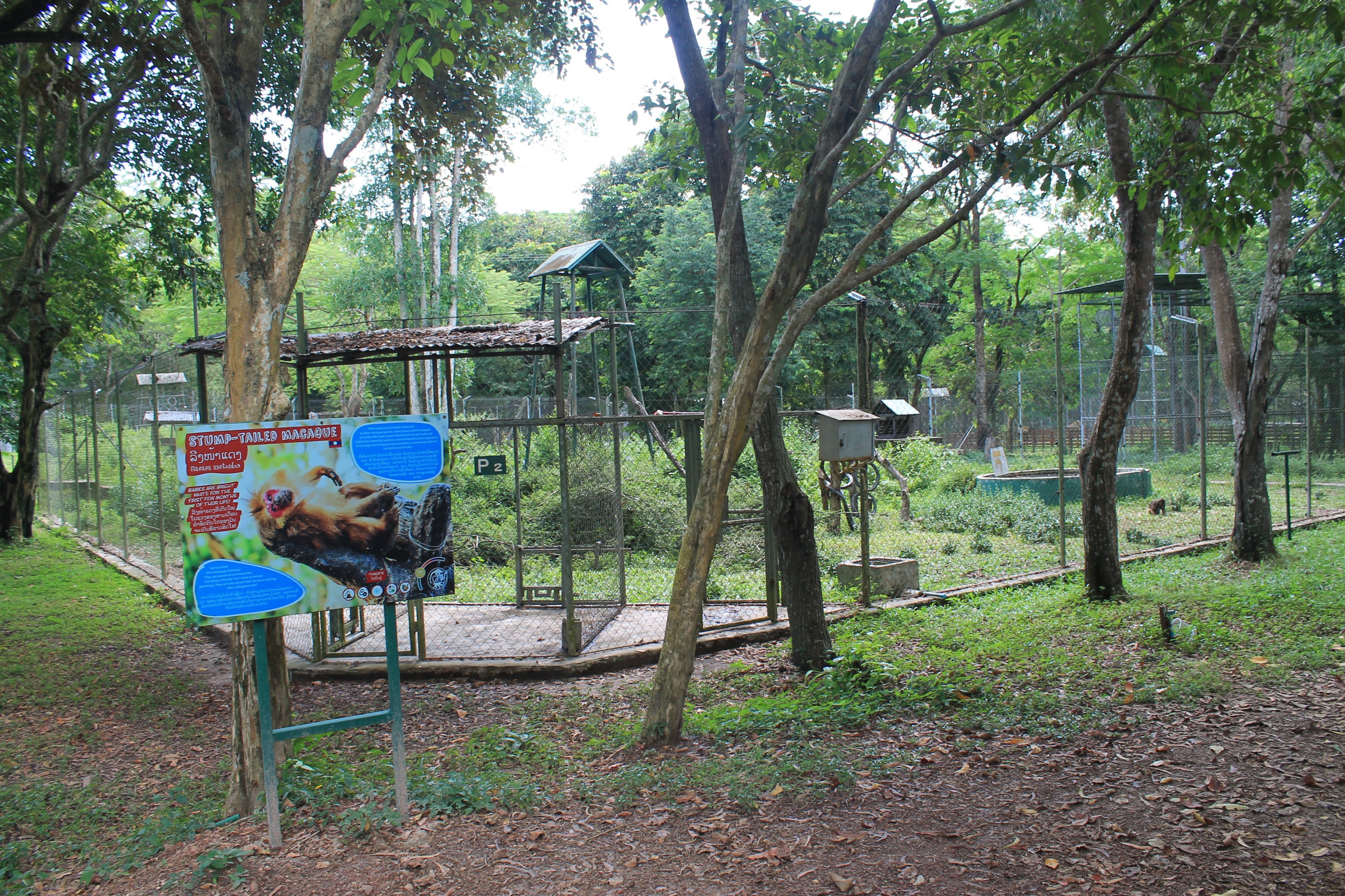 enclosure for Stump-tailed Macaques