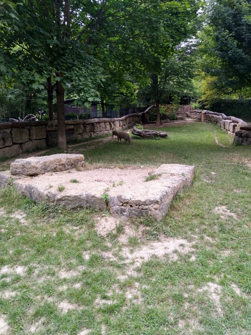 Enclosure for Sulawesi babirusa