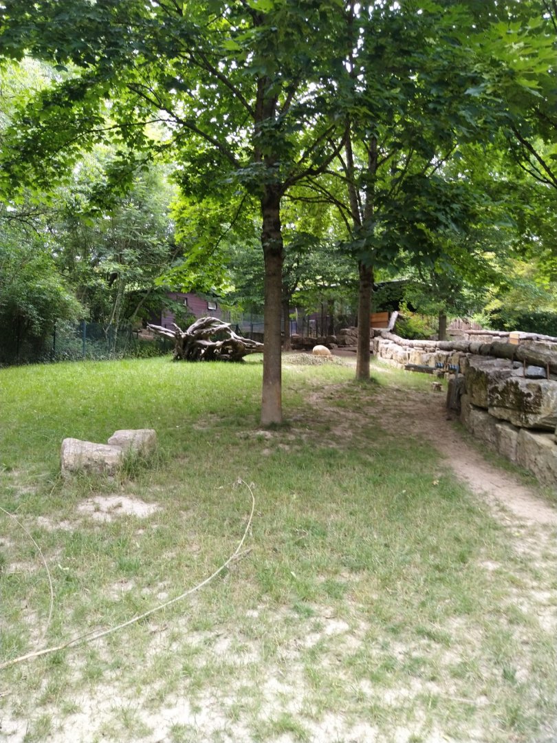 Enclosure for Sulawesi babirusa