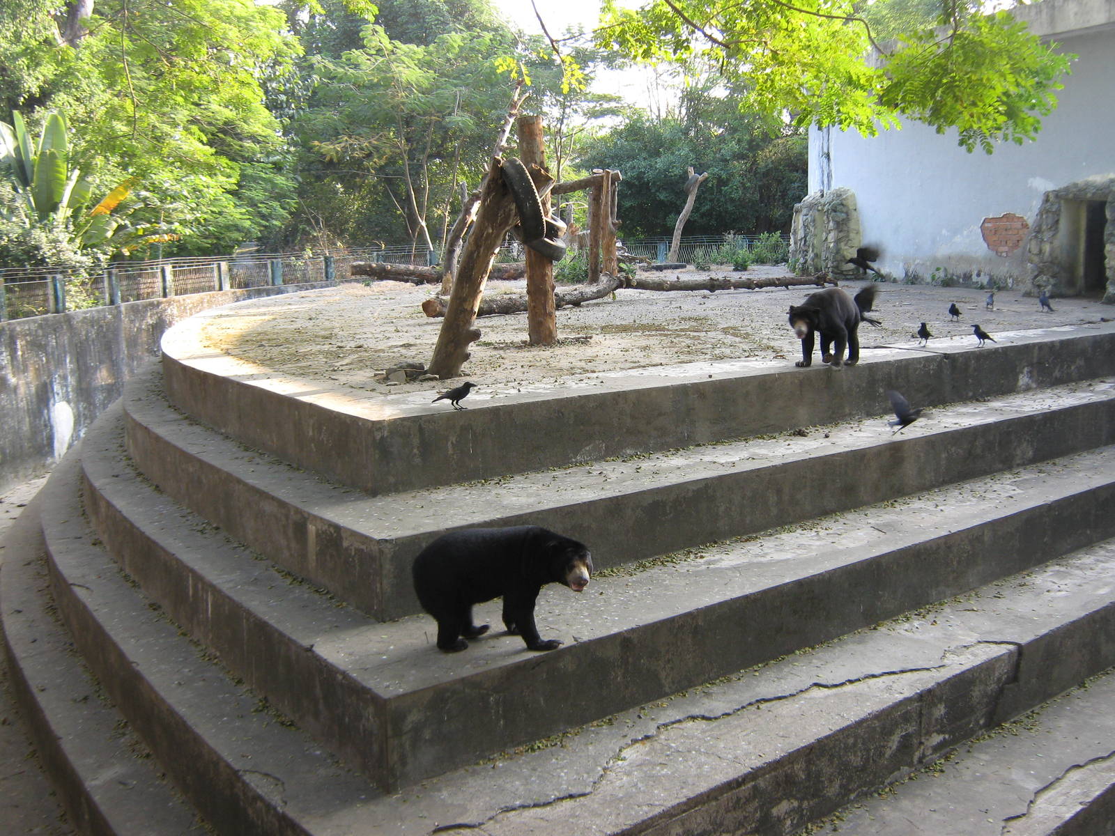 enclosure for Sun Bears (Helarctos malayanus)