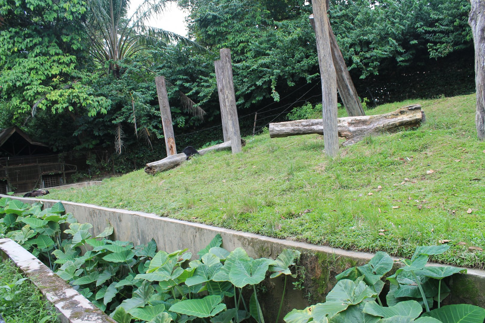 enclosure for Sun Bears (Helarctos malayanus)