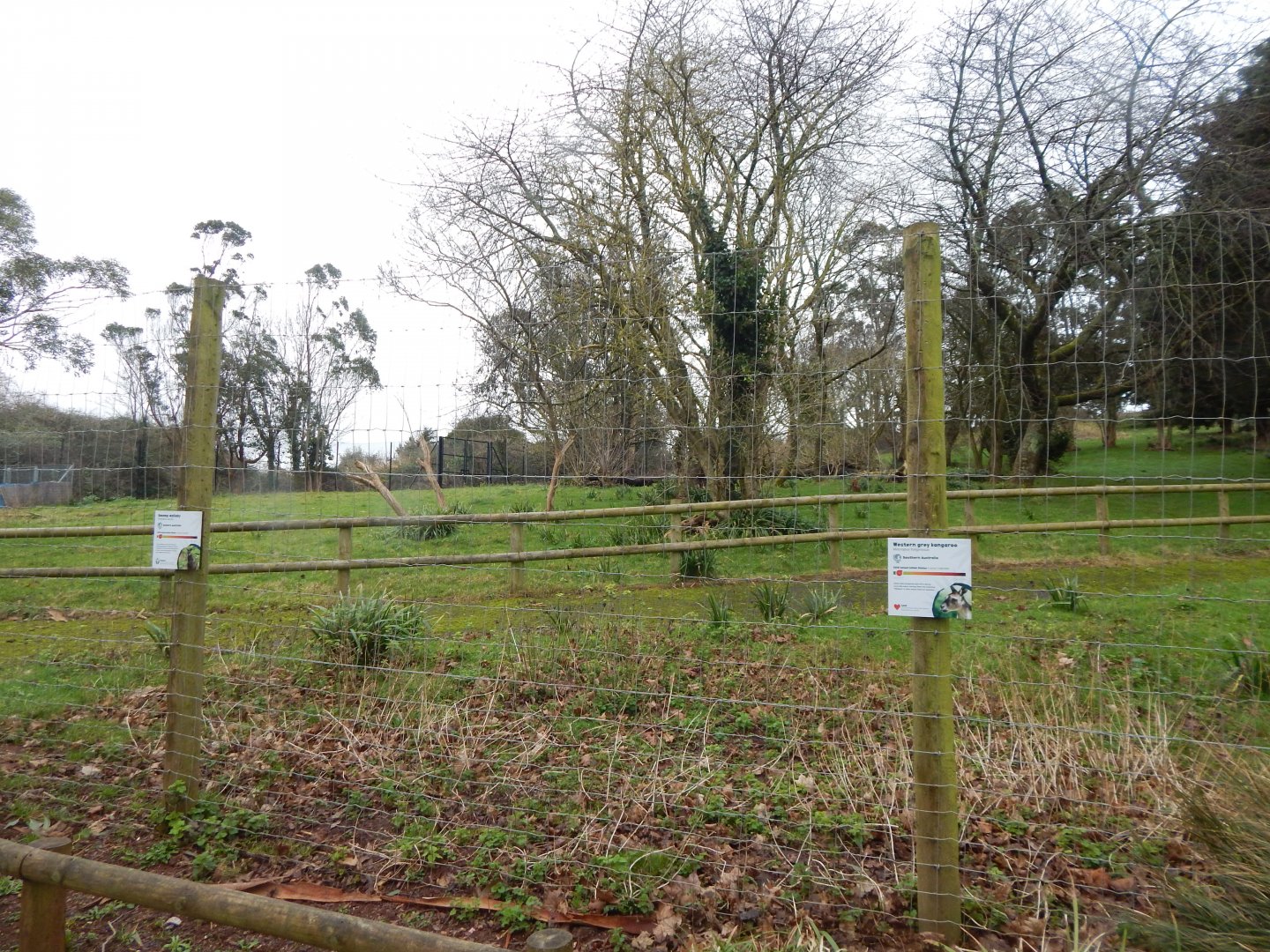 Enclosure for Swamp wallabies/Western grey kangaroos 050224