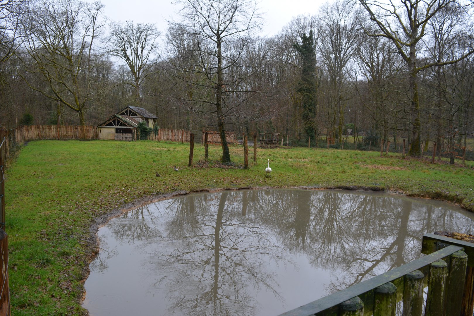 Enclosure for swans