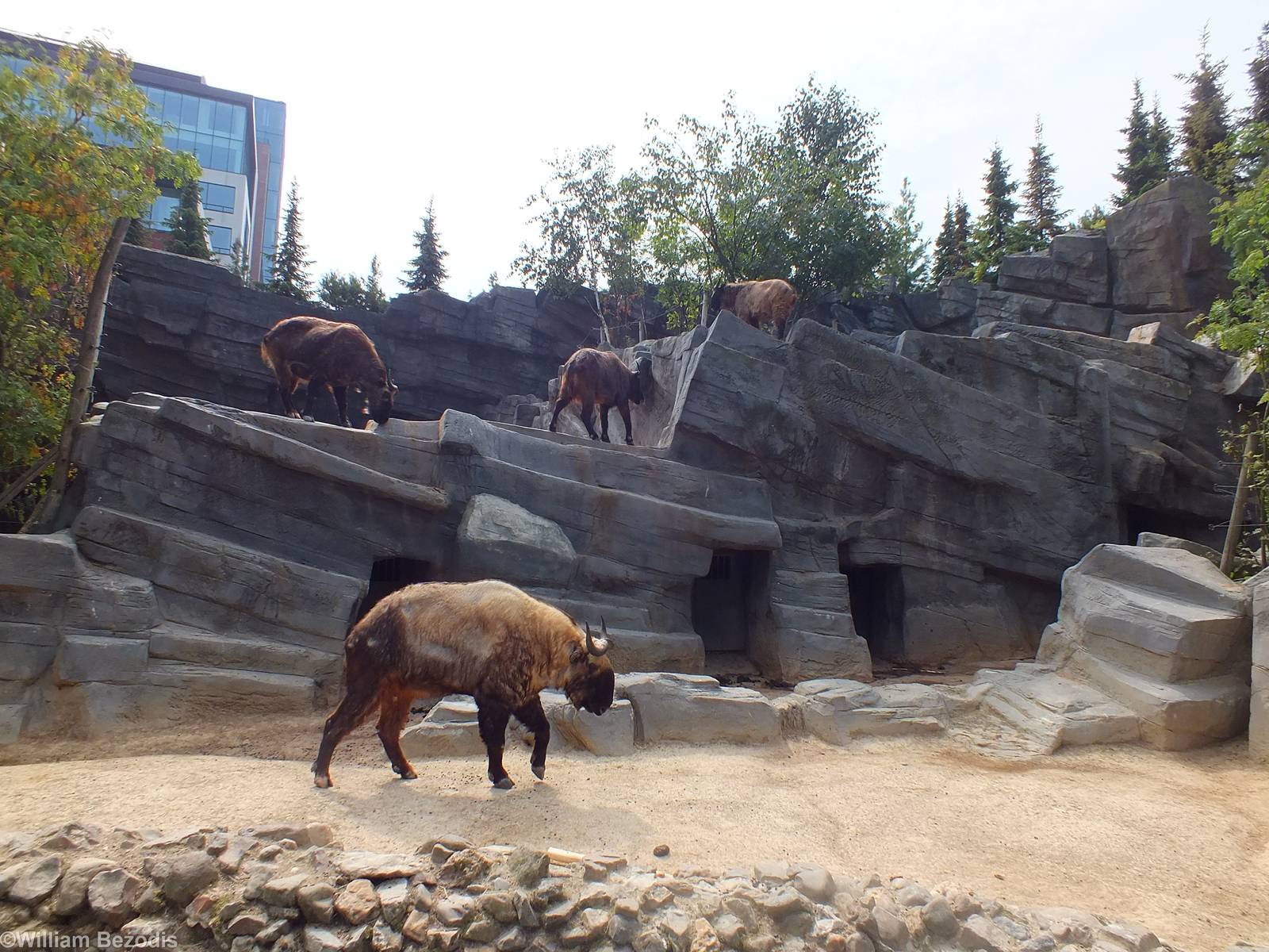 Enclosure for Takin and Himalayan Tahr