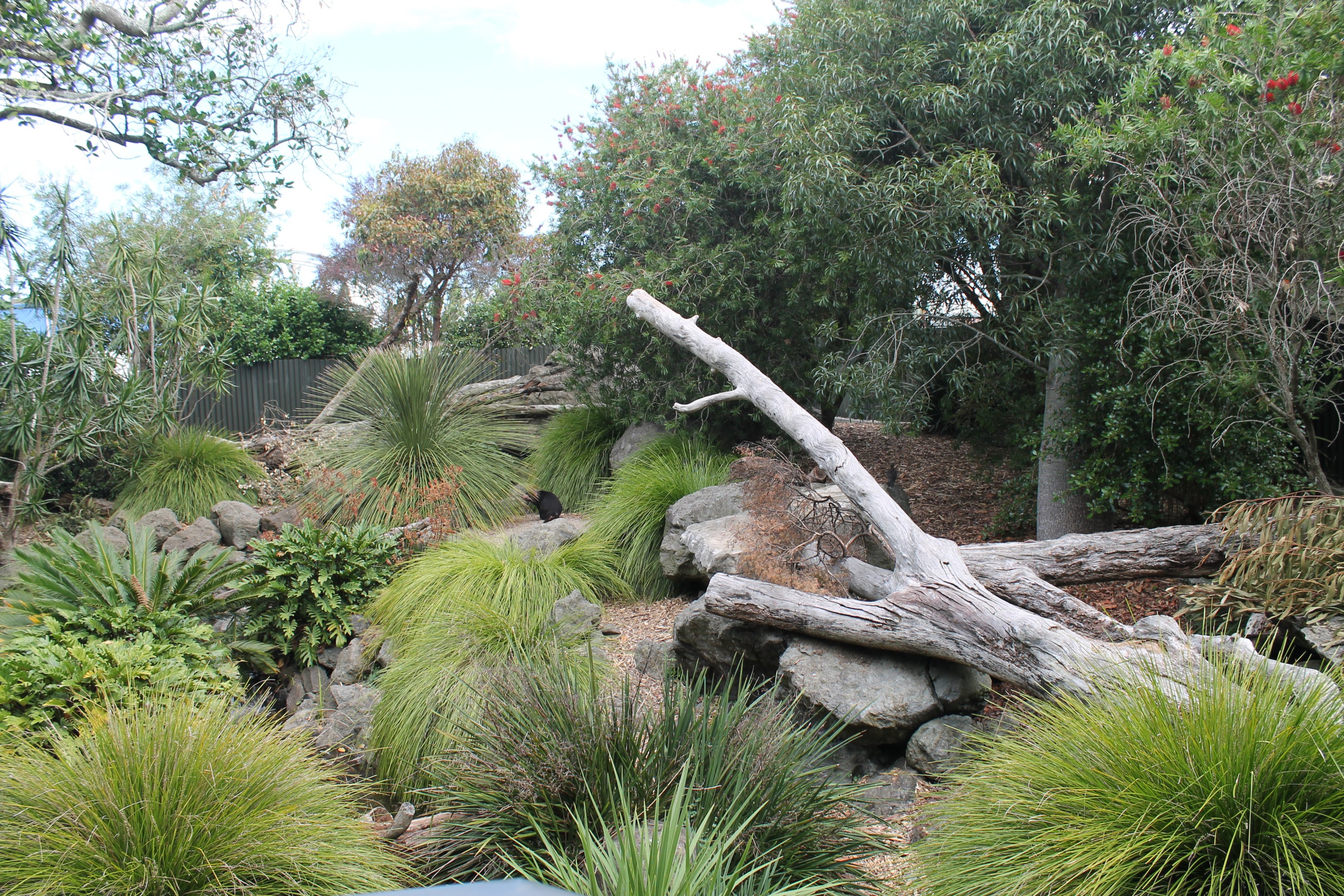 enclosure for Tasmanian Devils
