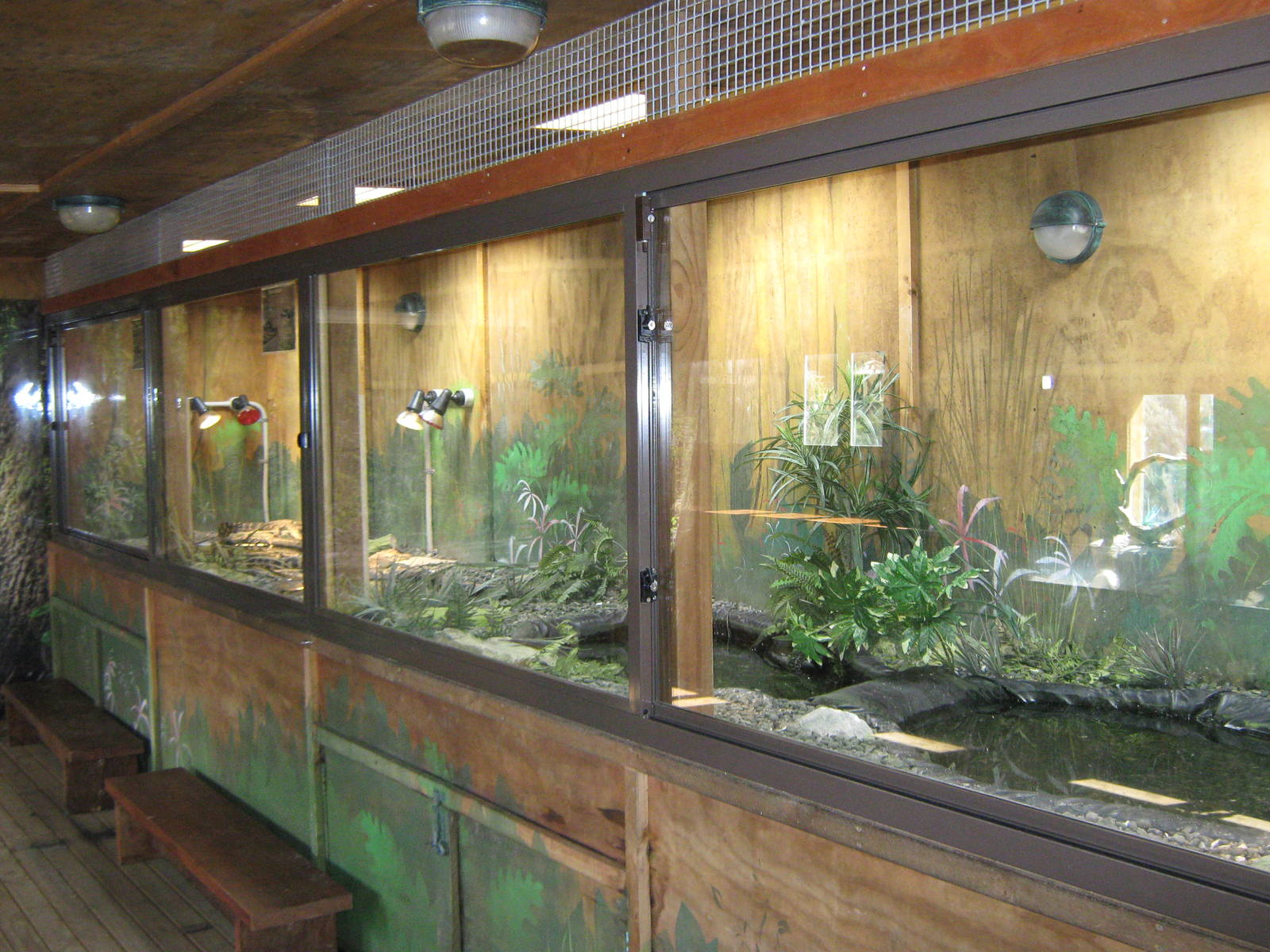 enclosure for the young American alligators