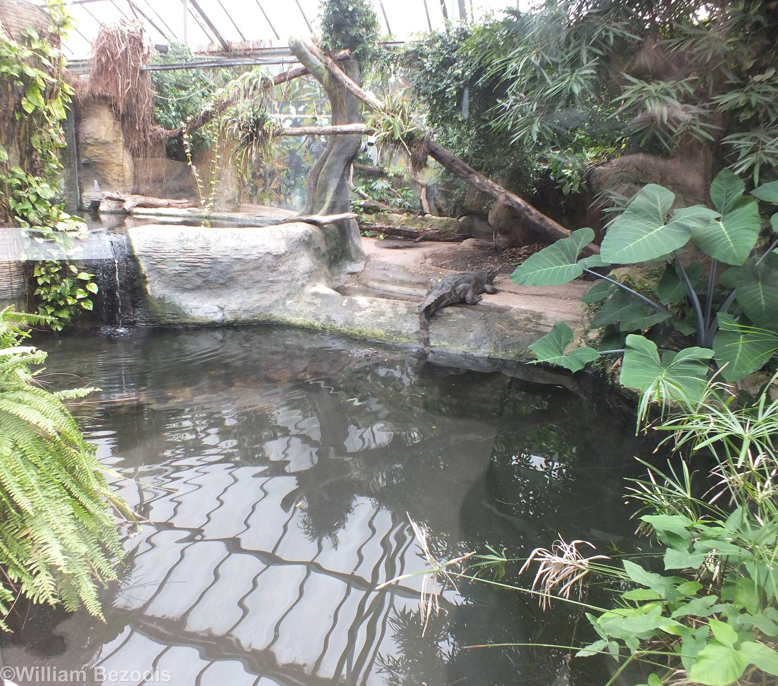 Enclosure for Tomistoma