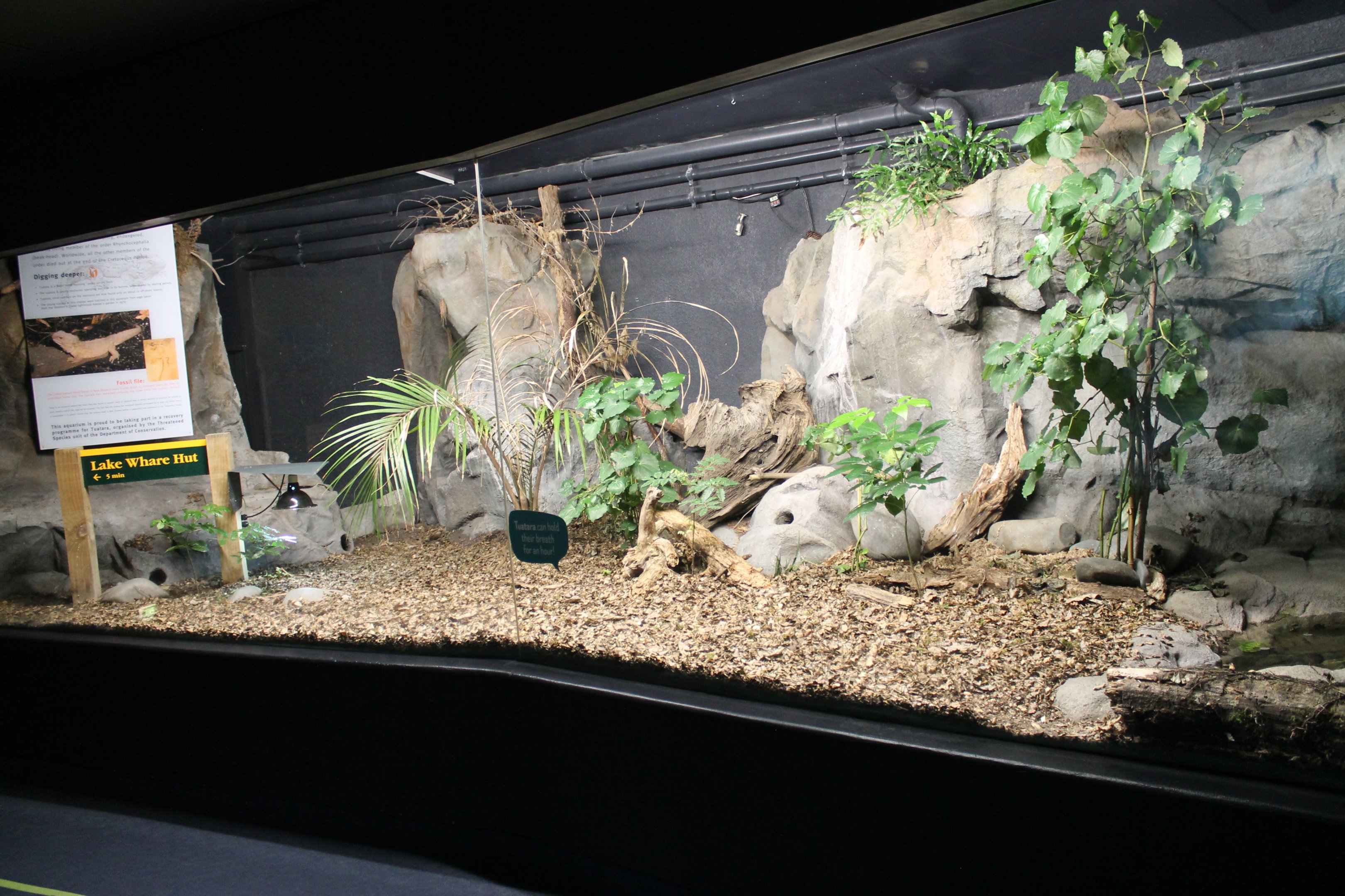 enclosure for Tuatara (Sphenodon punctatus)