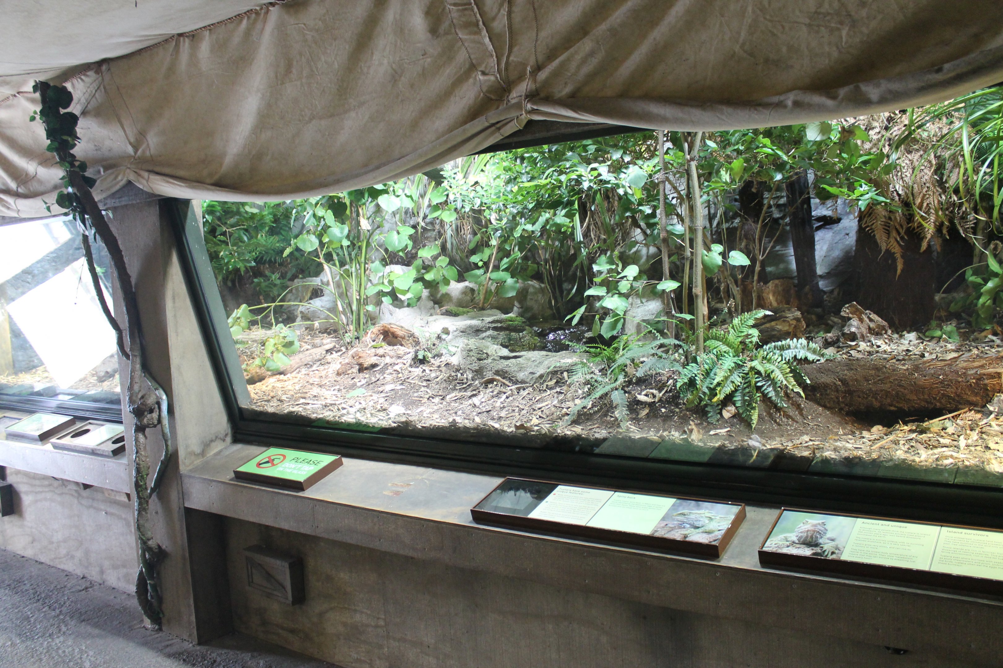 enclosure for Tuatara