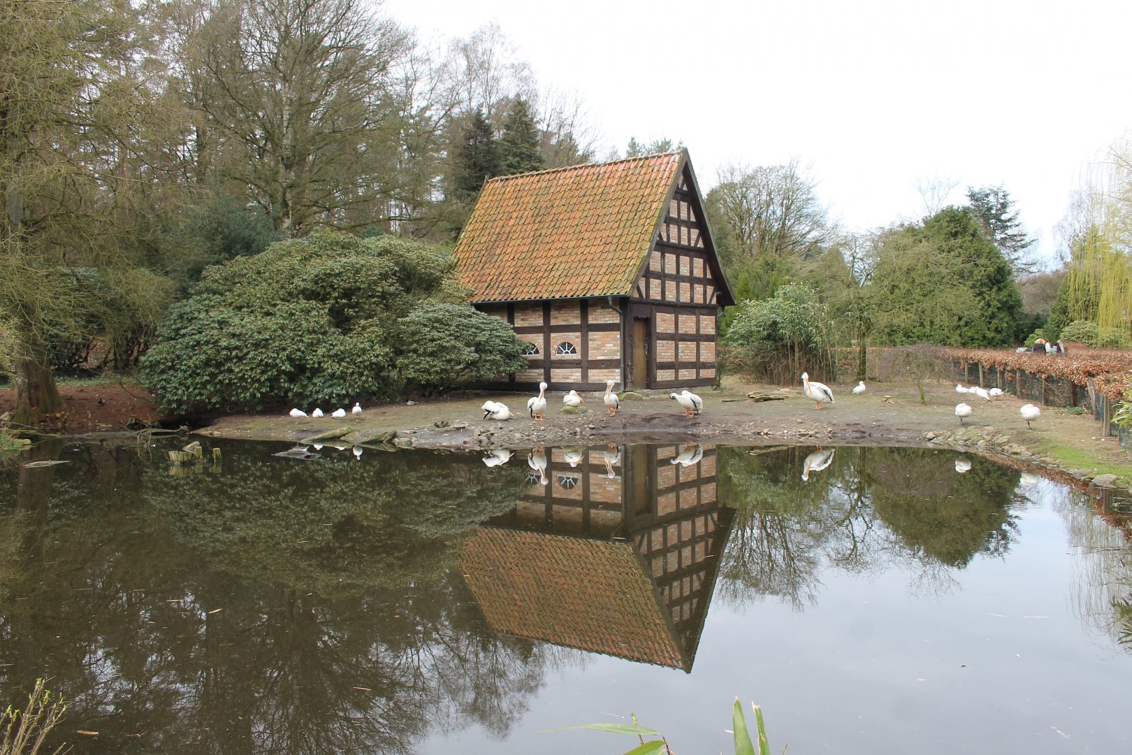 Enclosure for Tundra swans, Snow geese, Upland goose and American white pelicans (24/3-19)