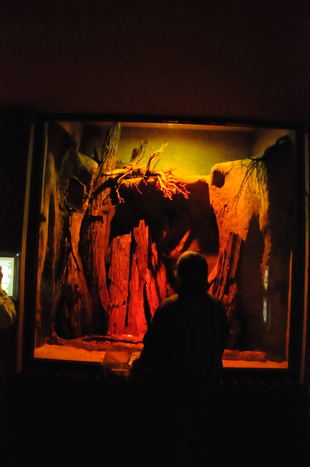 Enclosure for Vampire bats (Desmodus rotundus)