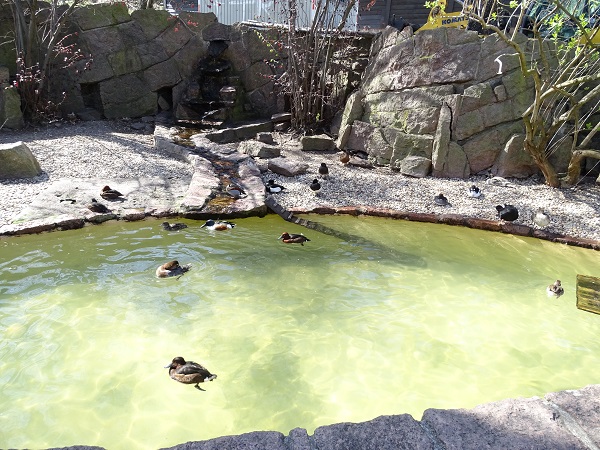 Enclosure for various duck species (04/22)