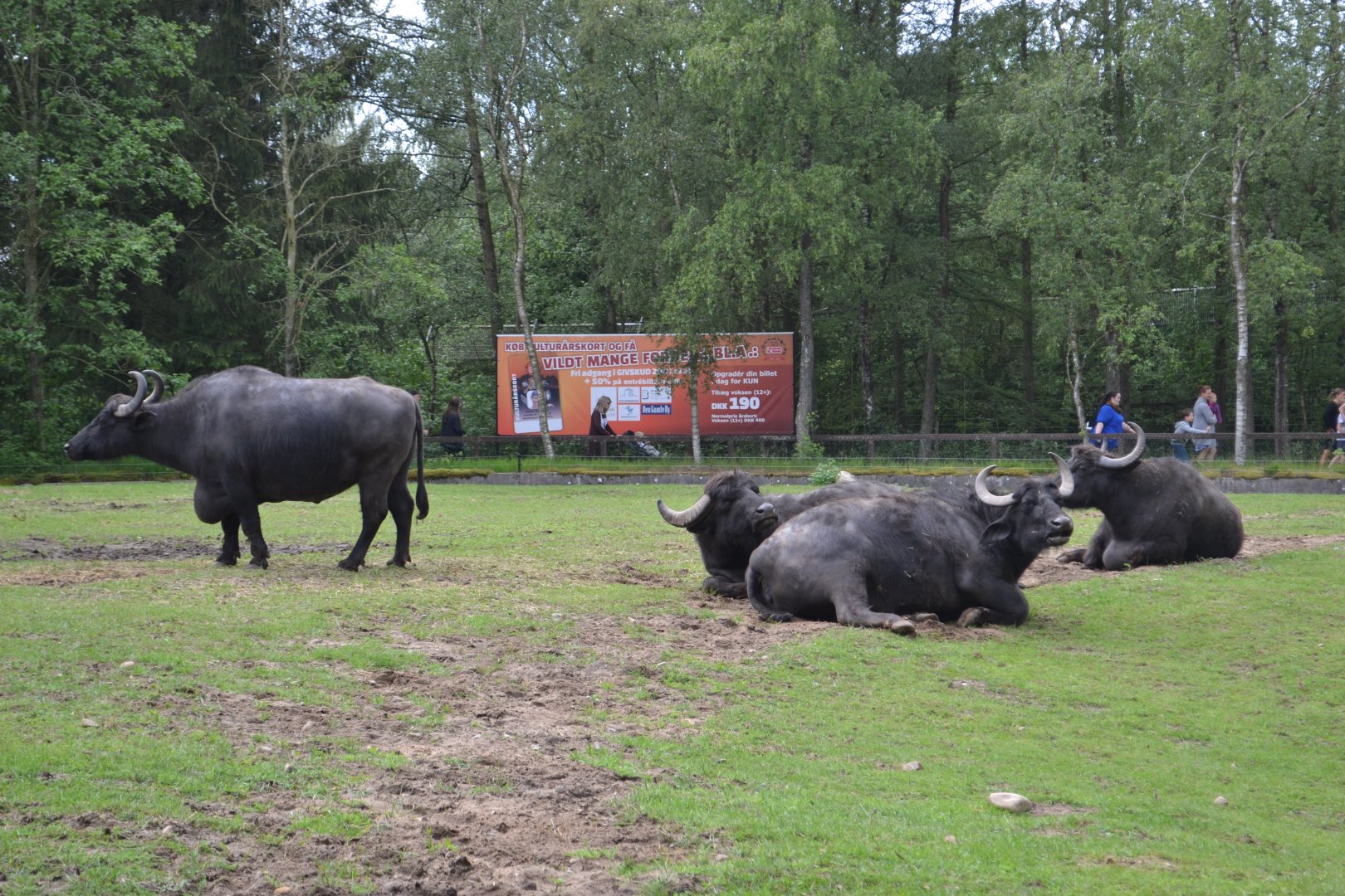 Enclosure for water buffalo in Givskud Zoo