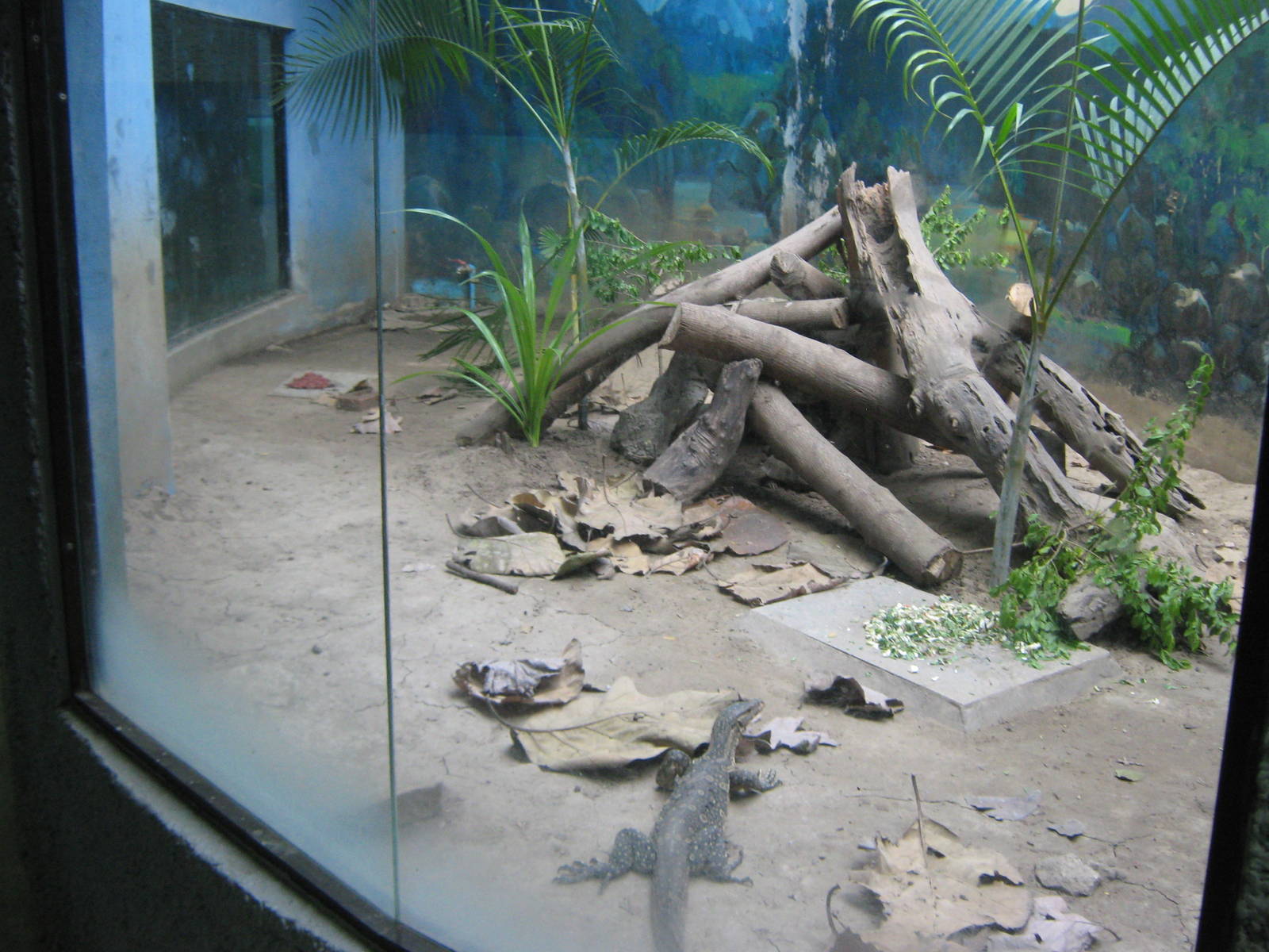 enclosure for Water Monitor (Varanus salvator)