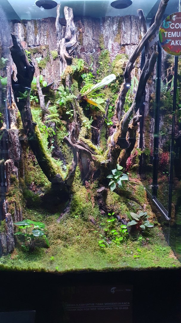 Enclosure for Wetar Viper (Trimeresurus insularis wetar) - Museum Komodo