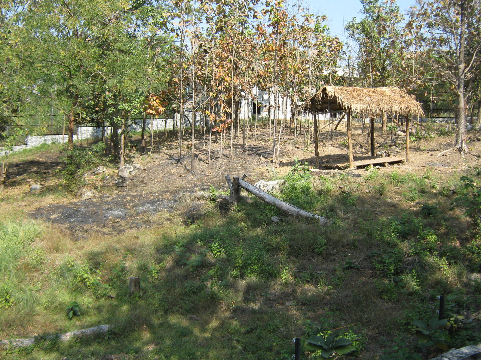 enclosure for white lions