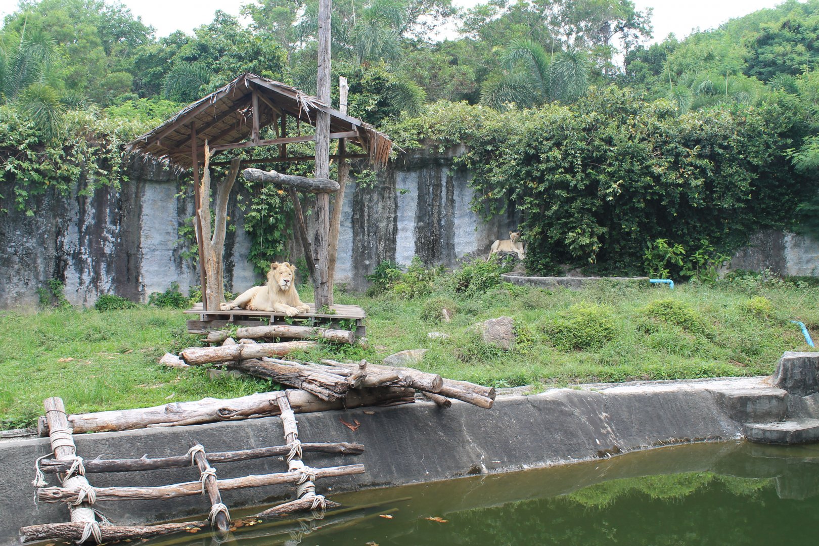 enclosure for White Lions
