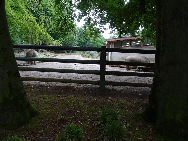 Enclosure for white rhinoceros (07/22)