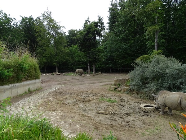 Enclosure for white rhinoceros (07/22)
