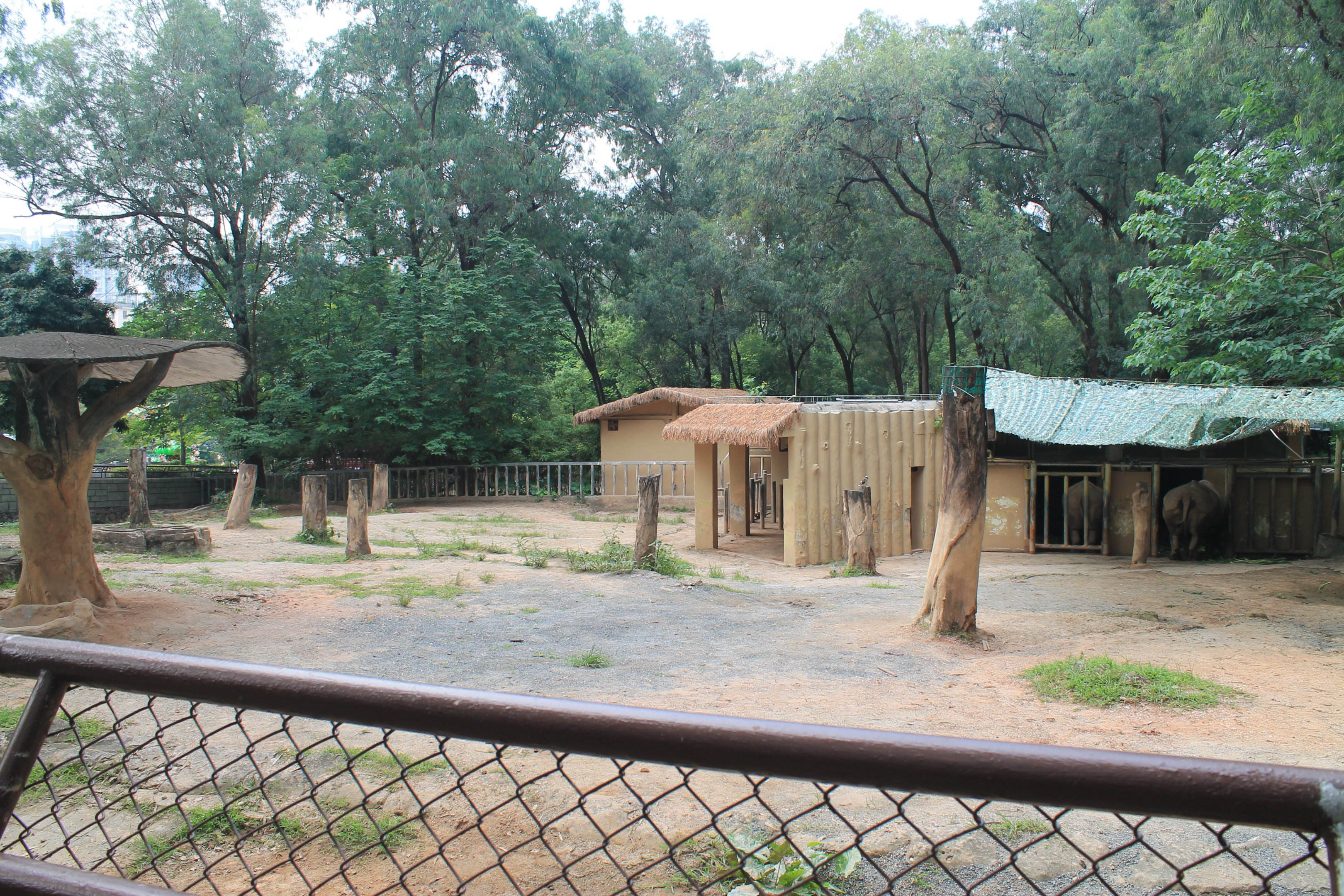 Enclosure for White Rhinoceros (Ceratotherium simum)