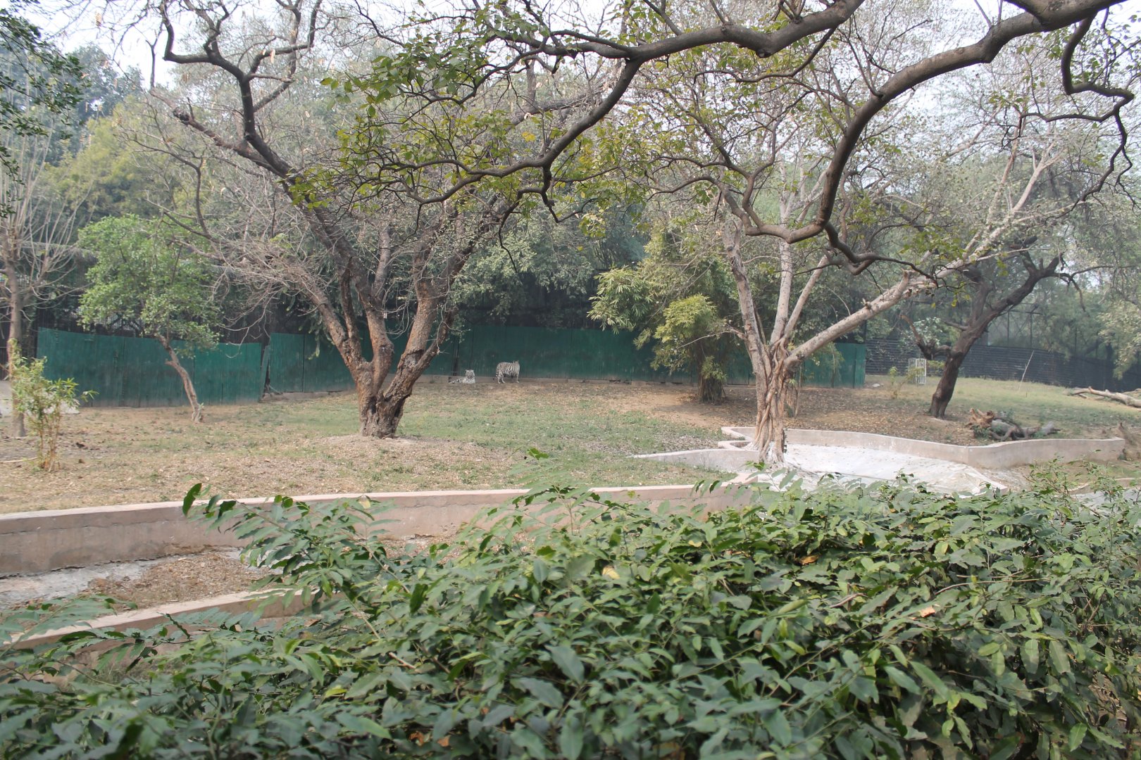 enclosure for white tigers