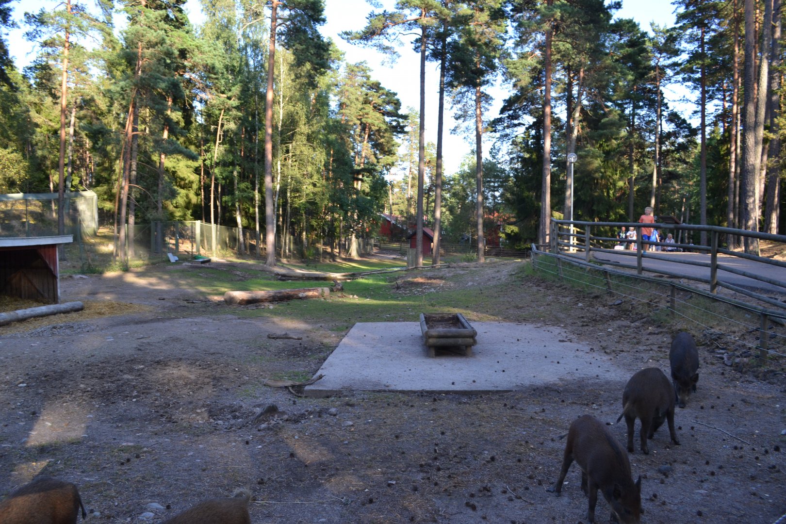 Enclosure for wild boar at Kolmården