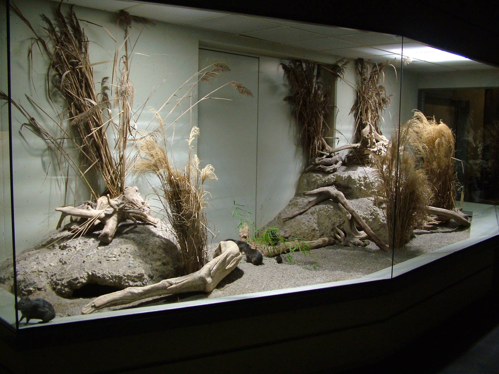 Enclosure for Wild Cavies at Zurich 31/08/09