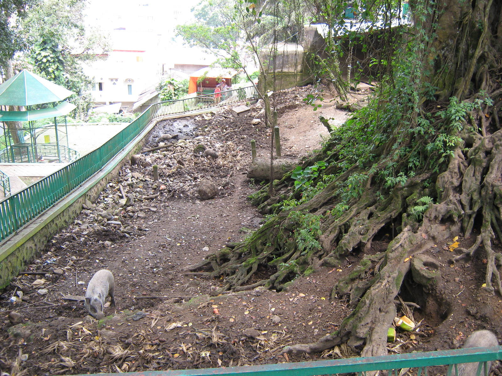 enclosure for wild pigs (Sus scrofa cristata)