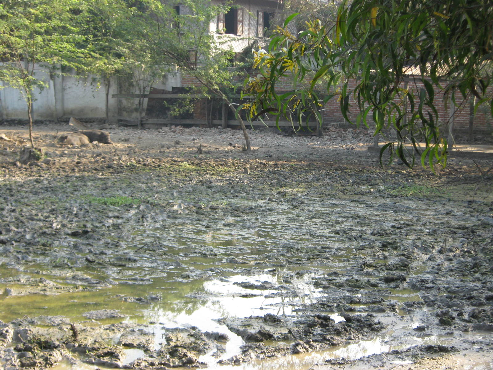 enclosure for Wild Pigs