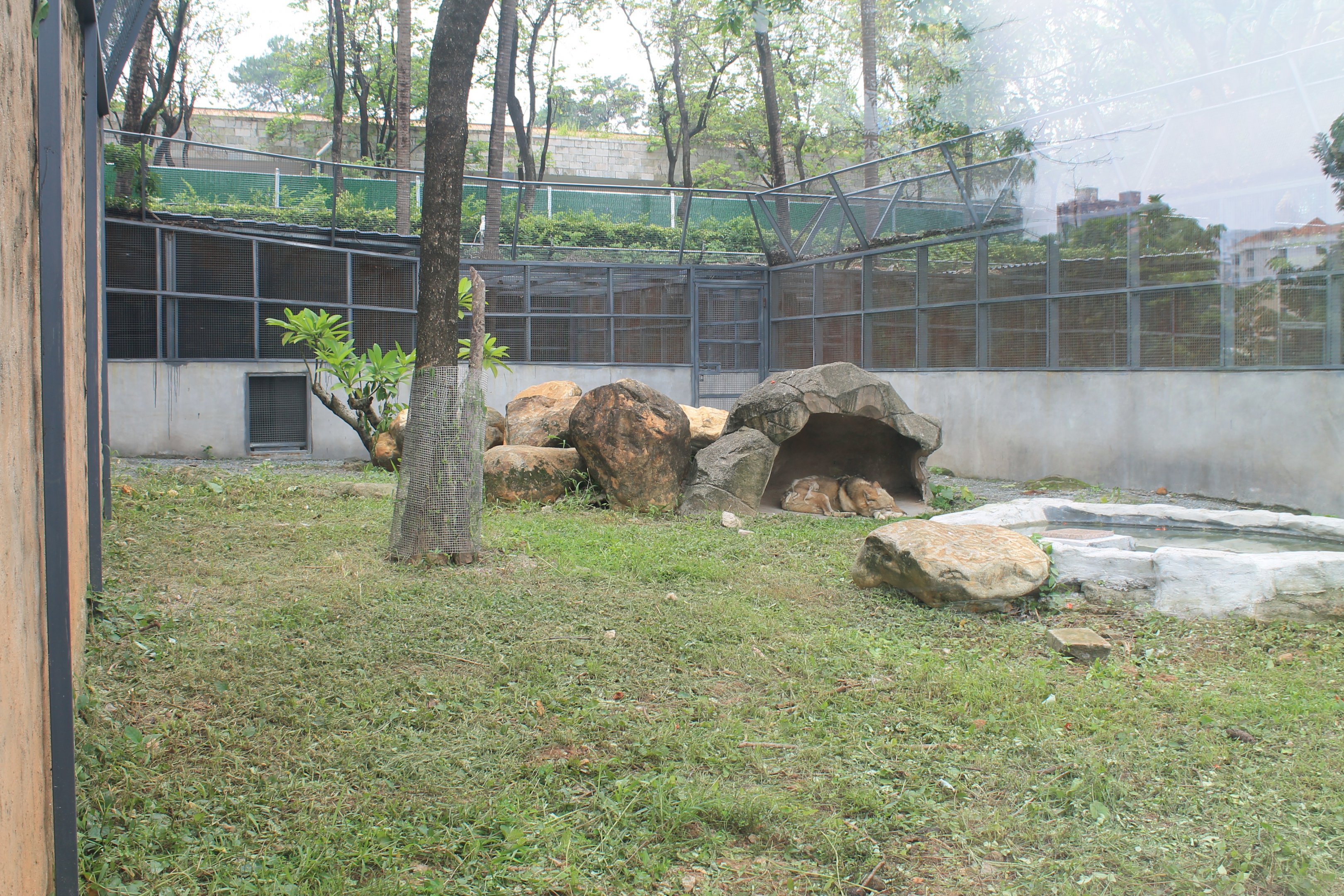 Enclosure for Wolf (Canis lupus)