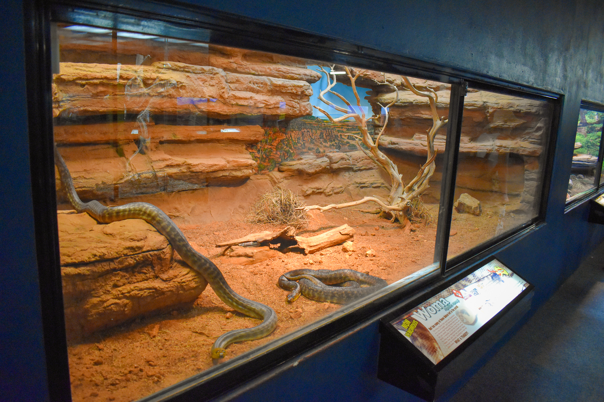 enclosure for Woma Python