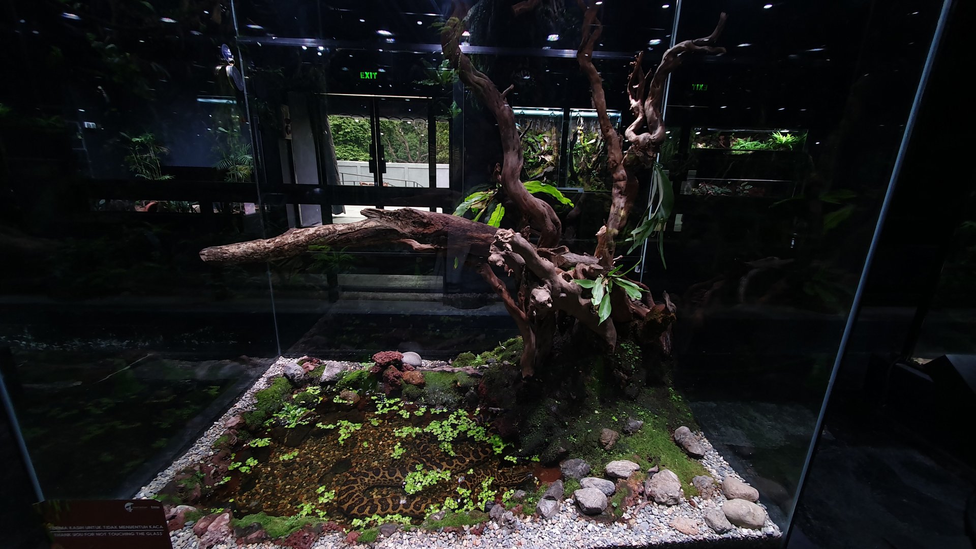 Enclosure for Yellow Anaconda (Eunectes notaeus) - Museum Komodo