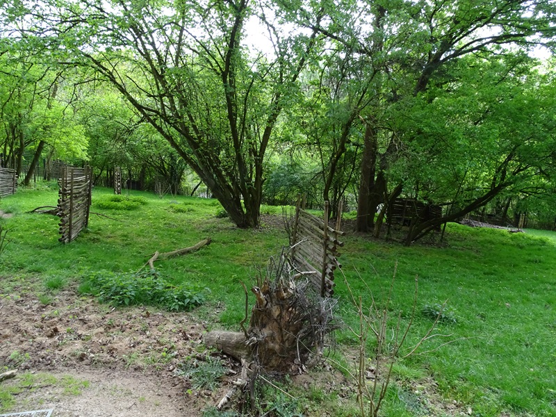 Enclosure for yellow-backed duiker