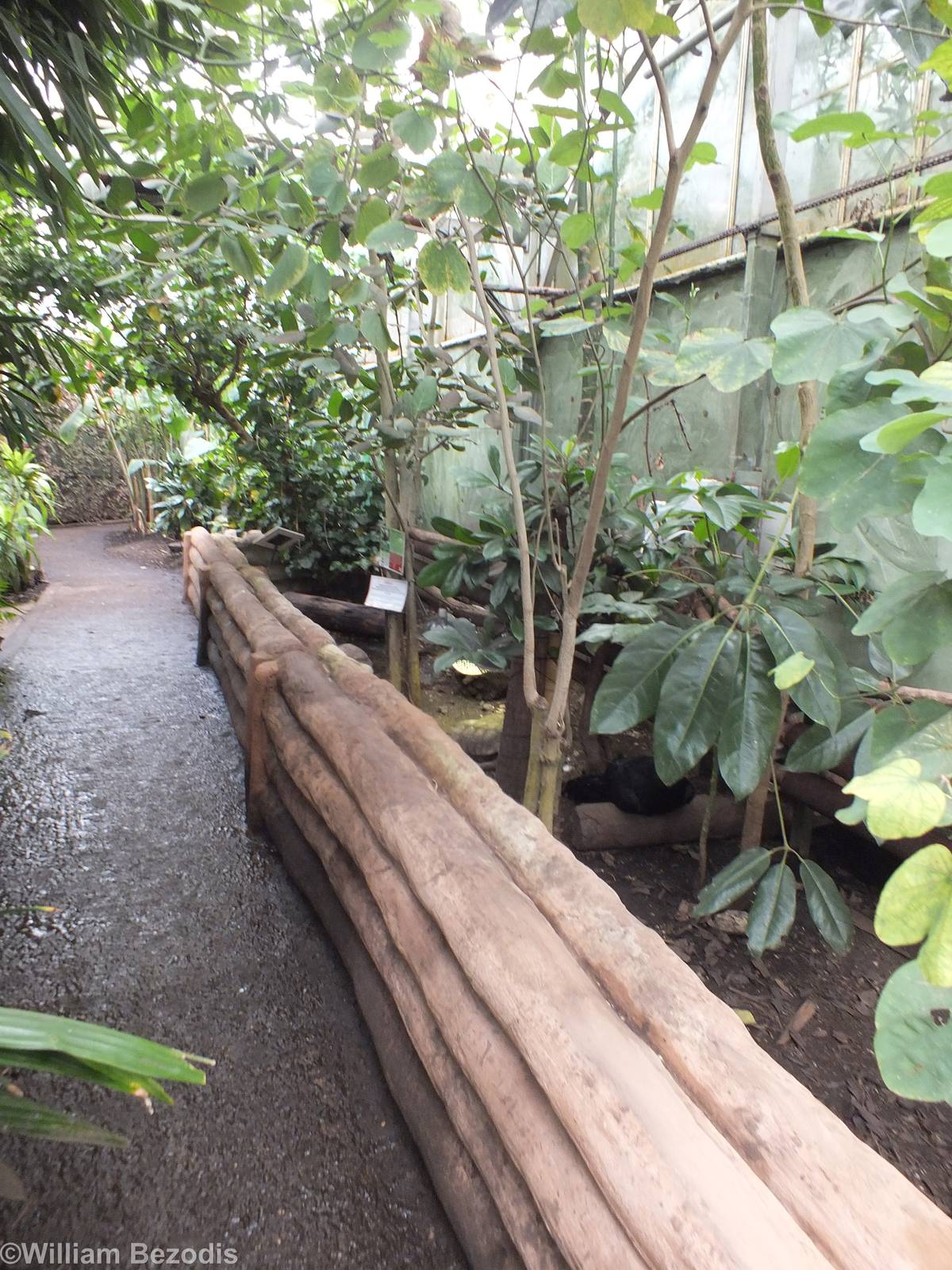 Enclosure for Yellow-footed Tortoises