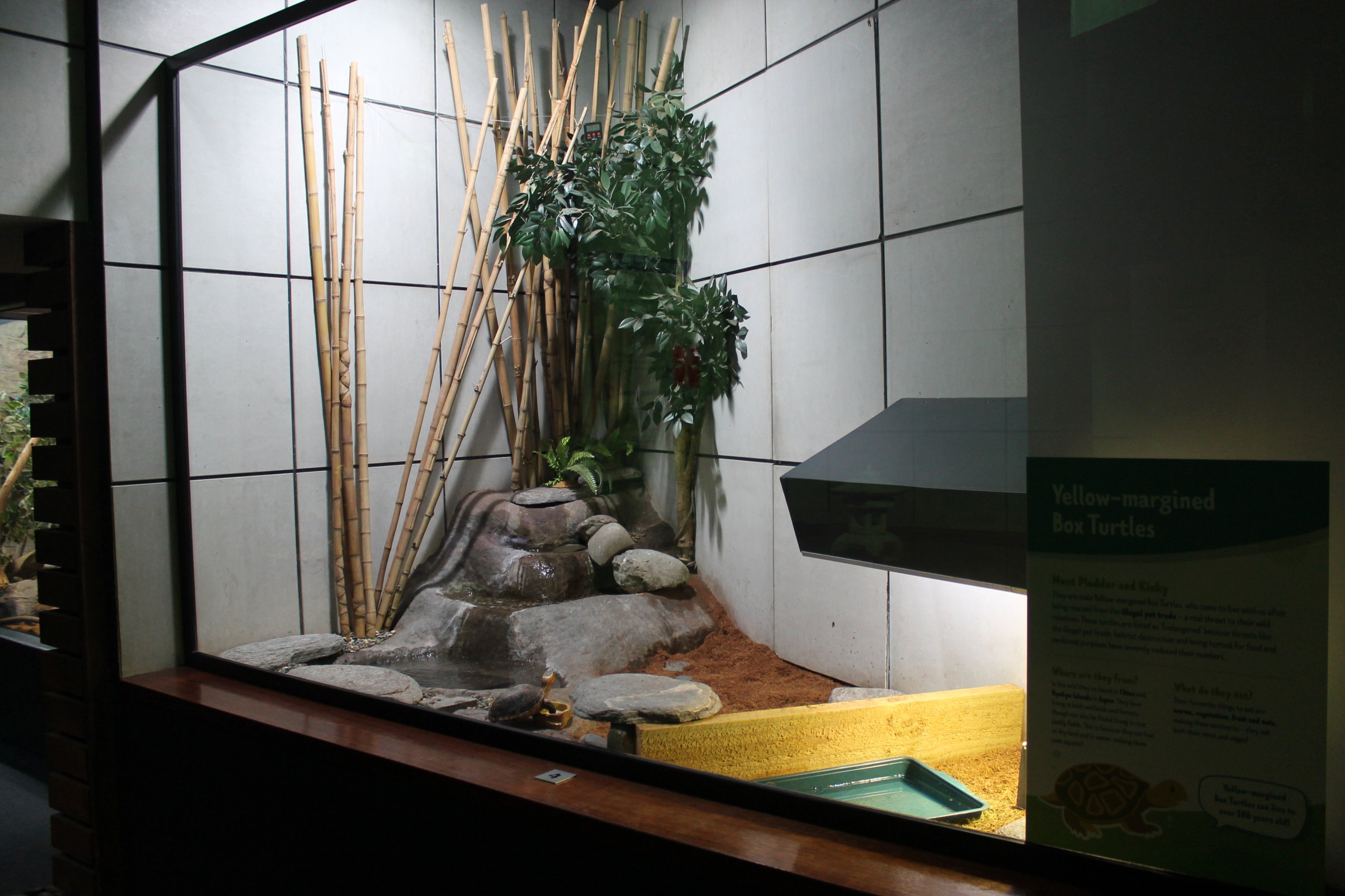 enclosure for Yellow-margined Box Turtles (Cuora flavomarginata)