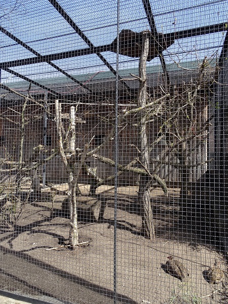 Enclosure for Yellow-spotted rock hyrax, red-winged starling and yellow-necked francolin