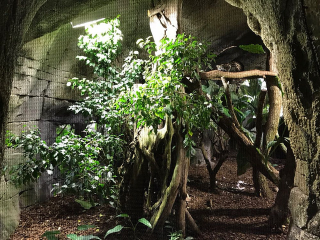 Enclosure for Yucatan margay