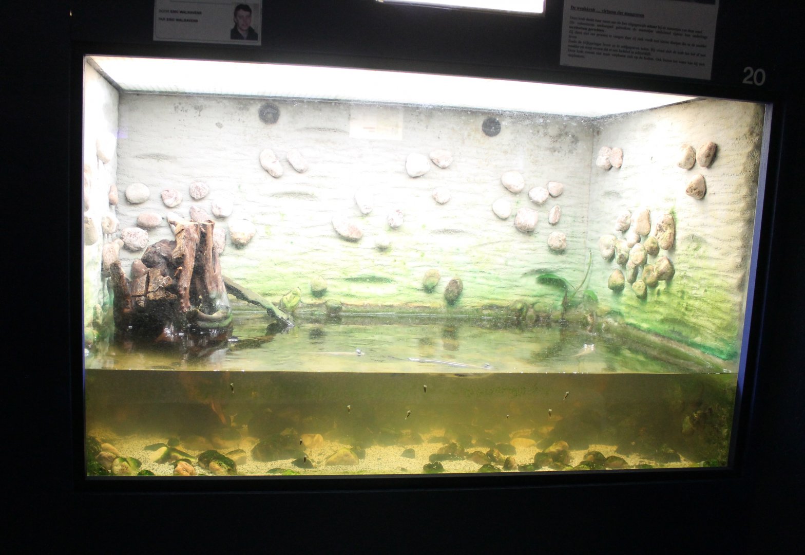 Enclosure Four-eyed fish