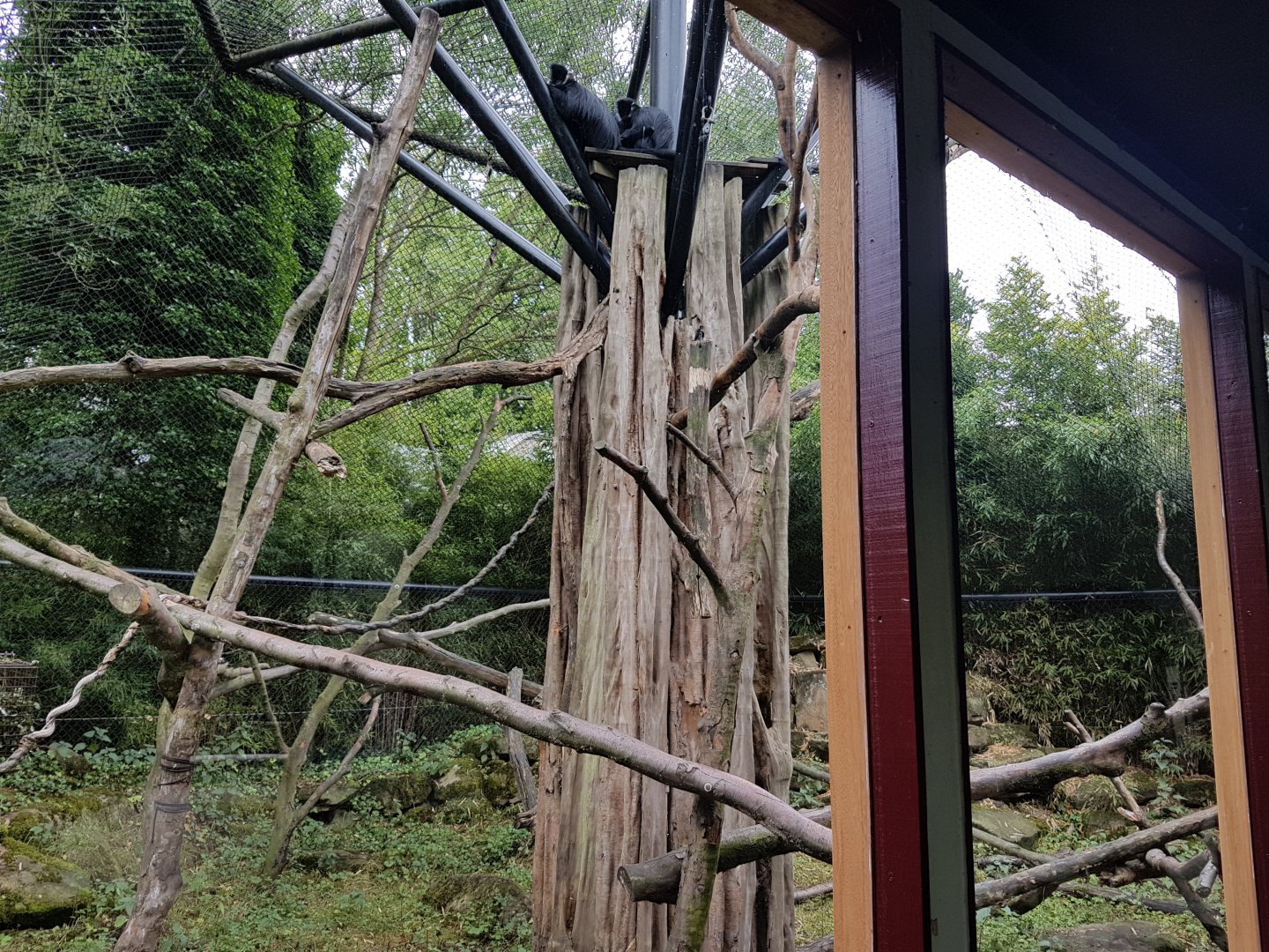 Enclosure Francois langur