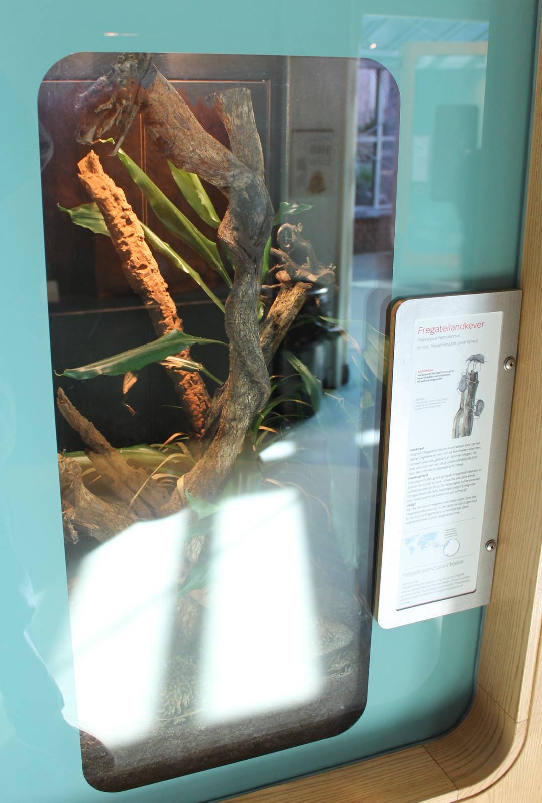 Enclosure Fregate island giant beetle