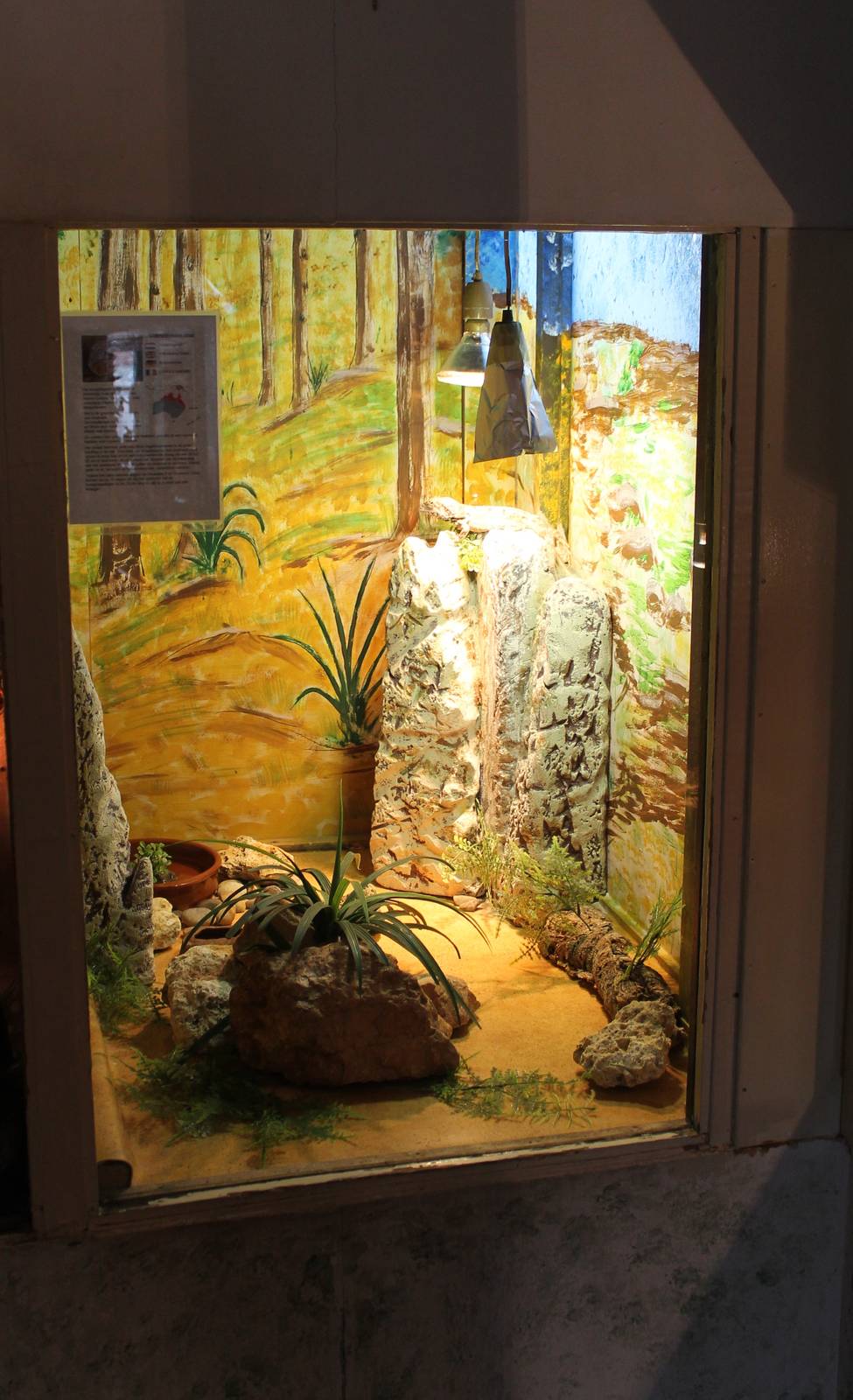 Enclosure Frill-necked lizard