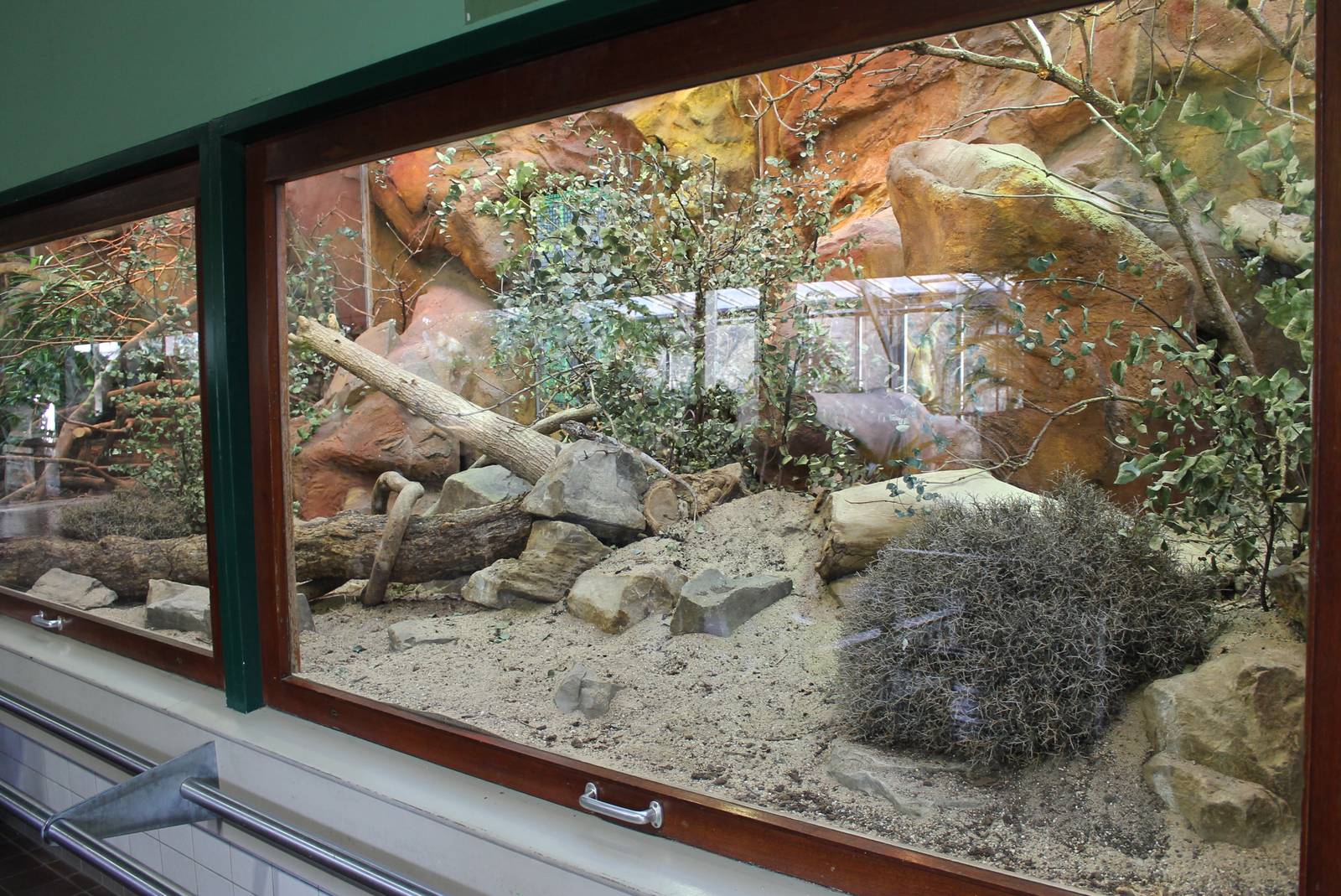 Enclosure Frill-necked lizard